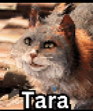 Tara