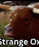 Strange Ox